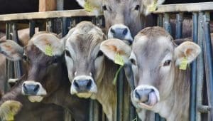 Nigeria to deploy AI tools to tackle livestock diseases, curb meat sector losses