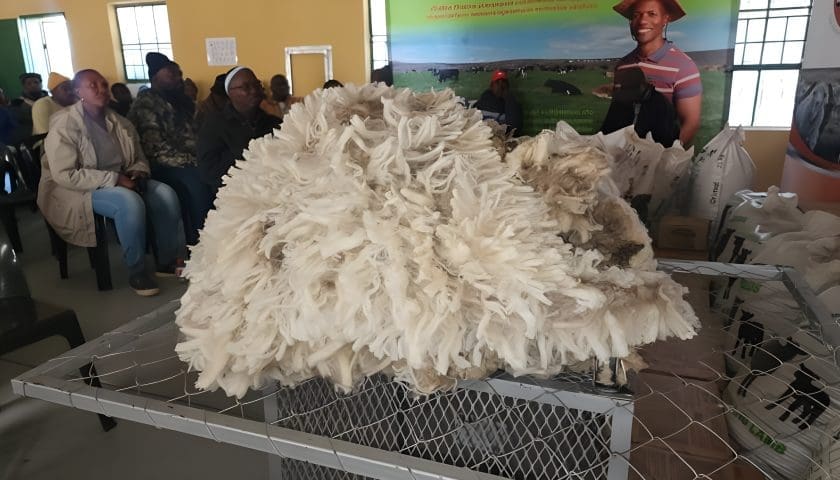 Thumbnail for New partnership strengthens wool sector in South Africa’s rural communities