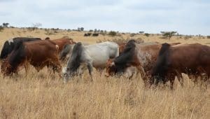 Kenya implements new animal traceability system amid push to expand meat exports