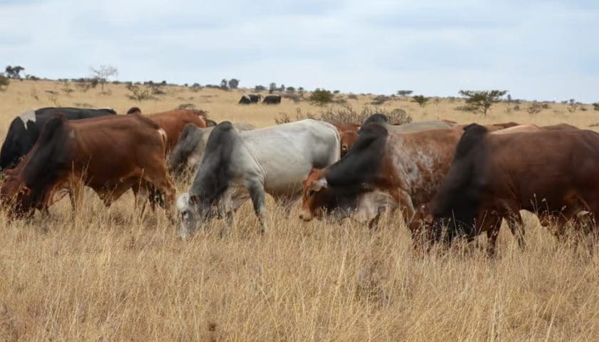 Thumbnail for Kenya implements new animal traceability system amid push to expand meat exports