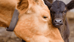 Global report urges stronger investment in cattle health to meet climate, food goals