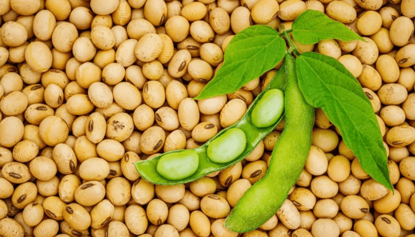 Thumbnail for East Africa moves to boost soybean yields and cut costly imports