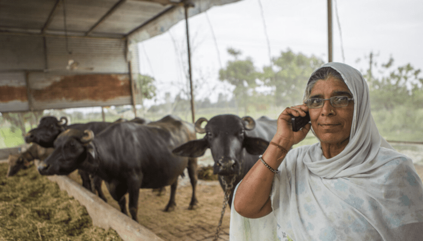 Thumbnail for ILRI uses local radio and mobile messaging to support smarter livestock feeding