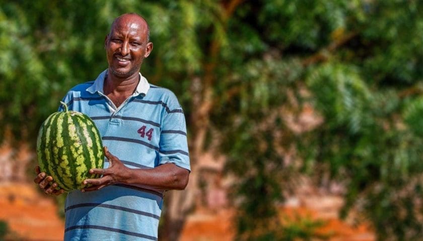 Thumbnail for Report calls for bold finance models to bridge Africa’s US$77B agrifood investment gap