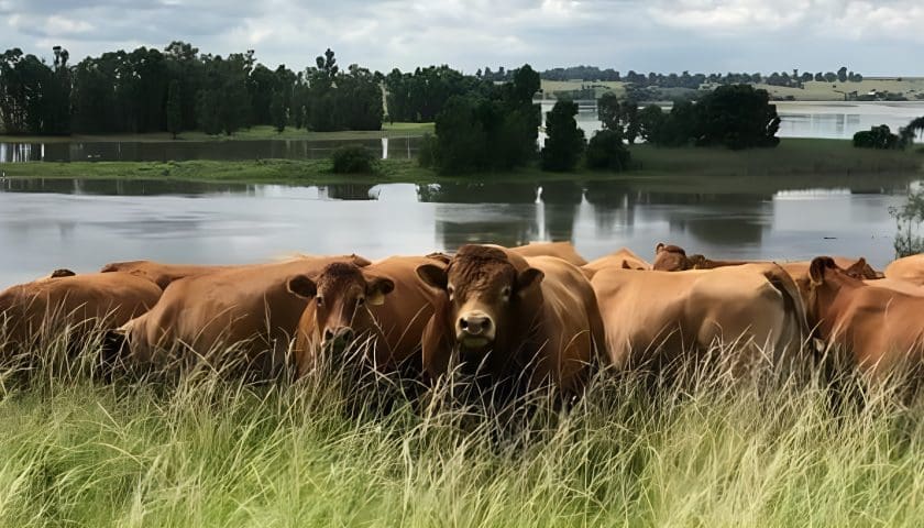 Thumbnail for Cattle prices drop sharply as produce markets swing in South Africa
