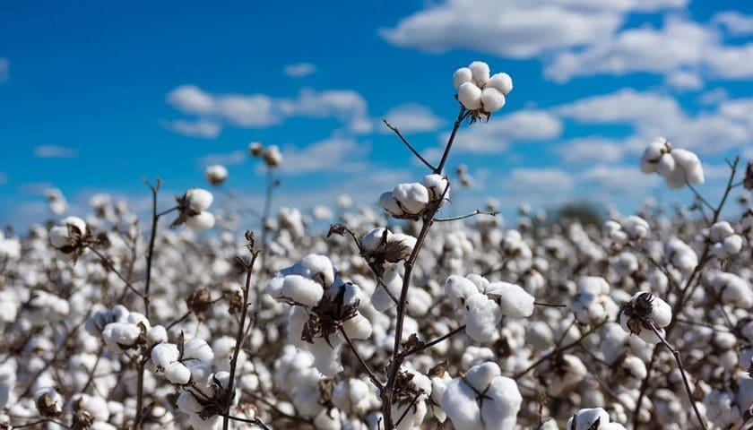 Thumbnail for UN calls on Africa to boost local cotton processing as synthetic fibers take over global market