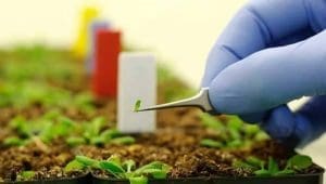 Brazil backs graphene-based farming to boost crop yields and cut environmental costs