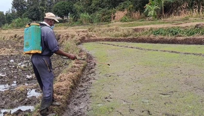 Thumbnail for KEPHIS urges Mwea farmers to avoid unapproved chemicals in snail control