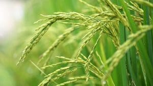 Côte d’Ivoire secures US$1.2M to digitize rice sector