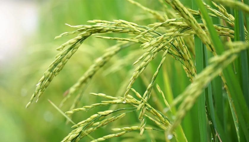 Thumbnail for Côte d’Ivoire secures US$1.2M to digitize rice sector