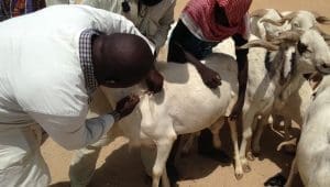 Kenya rolls out digital livestock vaccination drive to boost production of meat, other products